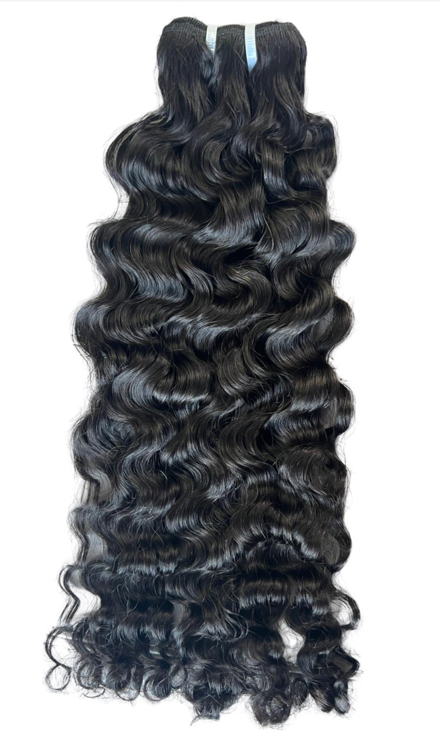 Burmese Curly - 1st Lady House of Style